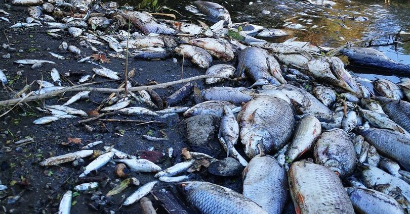 W Lenkijoje – katastrofa ekologiczna: z powodu zanieczyszczenia w Oderyjach giną ryby, pływanie jest zabronione