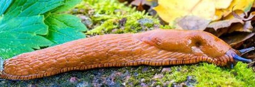 Luzitaninis arionas