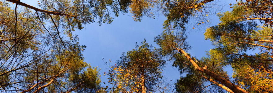Verkių parko medžiai numetė rudeninius lapus