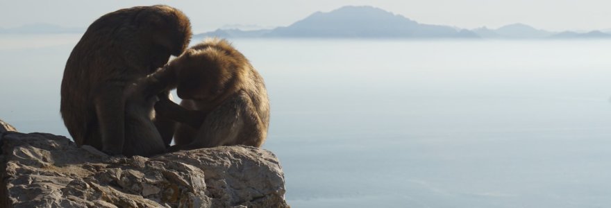 Gibraltaro kalno beždžionės – vienintelės, gyvenančios laisvėje visoje Europoje.