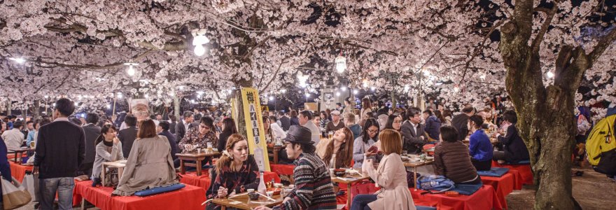 Kiote žydinčios sakuros sutraukia minias japonų ir turistų