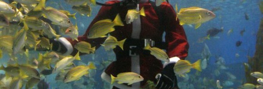 Nardytojai persirengę Kalėdų Seneliais maitina žuvis Manila Ocean Park akvariume