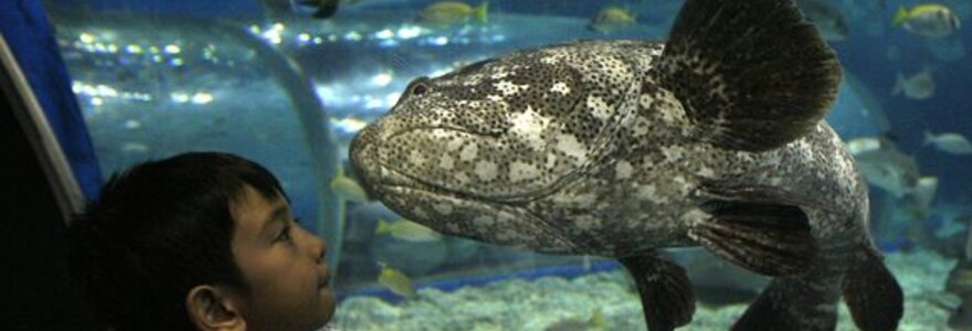 Nardytojai persirengę Kalėdų Seneliais maitina žuvis Manila Ocean Park akvariume