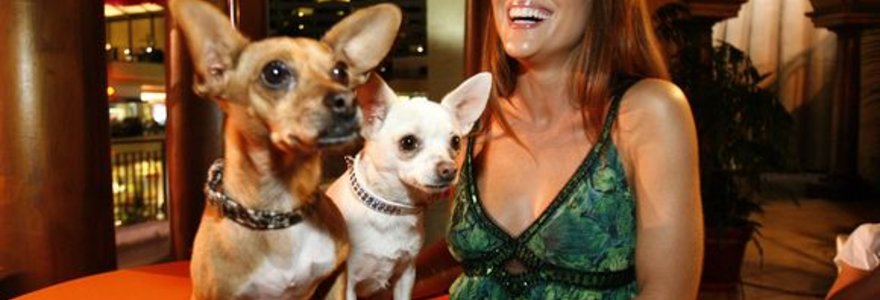 Aktorė Alyssa Milano šypsosi šalia Rusco (K) and Chihuahuas Angelas