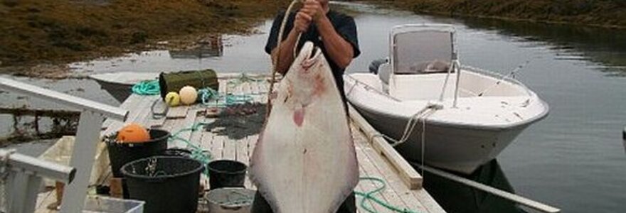 Žūklės laimikis. 32 kg uotas