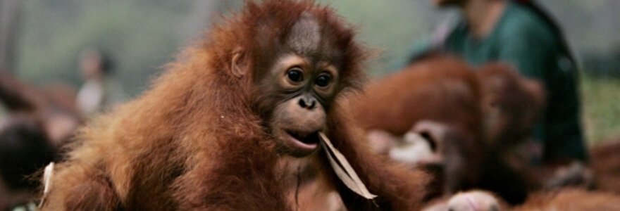 Orangutangų mažylis
