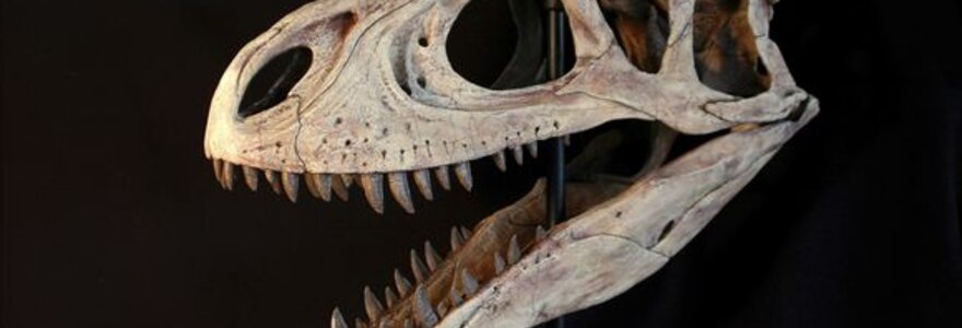 Rekonstruota dinozauro &bdquo;Aerosteon riocoloradensis&ldquo; kaukolė