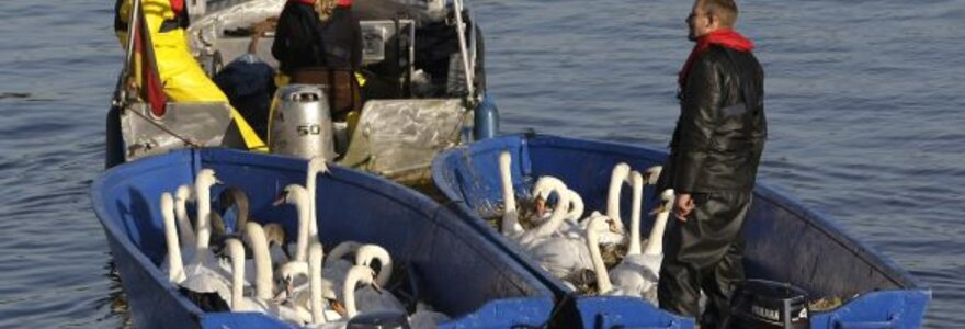 Plukdomos gulbės