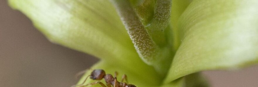 Vokietijos biologai atrado skruzdėlių rū&scaron;į, kurią jie laiko seniausia planetoje.