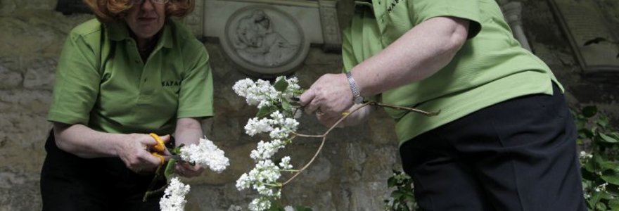 Vestminsterio abatija puošiama alyvomis