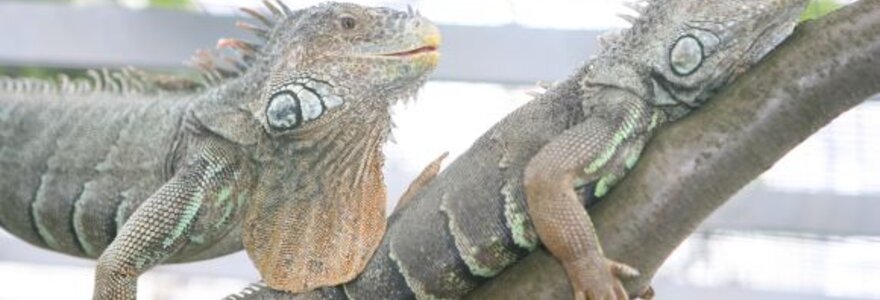 Iguanos &ndash; vienos i&scaron; VDU botanikos sodo &bdquo;gyvojo kampelio&ldquo; gyventojų.
