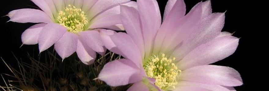 Kaktusų yra pačių įvairiausių rūšių. Nuotraukoje - Acanthocalycium Violaceum