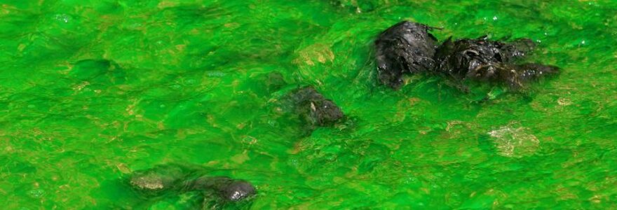 Aplinkosaugininkai tikina, kad fluorescensiniai dažai nepavojingi aplinkai