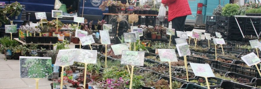 Klaipėdoje &scaron;urmuliuojančios mugės akimirka