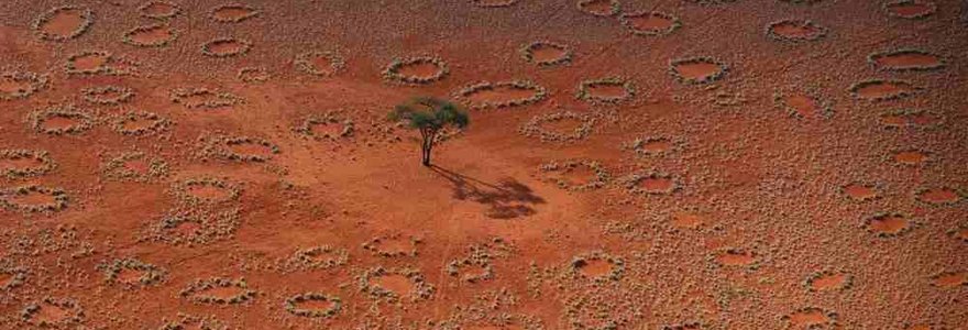 Šie neįprasti žolės žiedai, kurių viduje – tik nederlinga žemė, susiformuoja pietvakarių Afrikos dykumose ir išlieka dešimtmečius. Paaiškėjo, kad tai – termitų darbas.