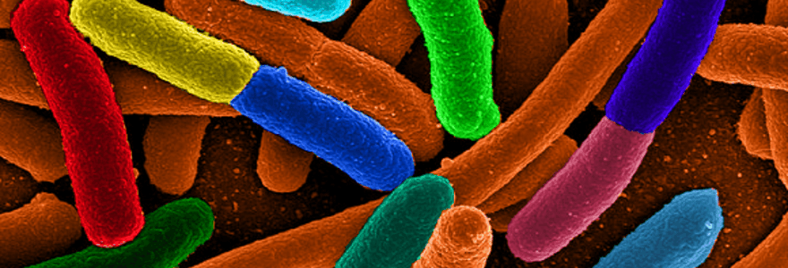 E.coli bakterija