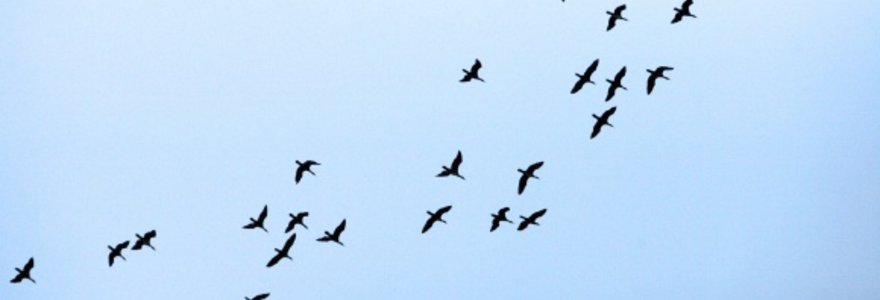 Daugiausia paukščių ornitologai priskaičiuoja rugsėjį ir spalį, šiems traukiant į šiltesnius kraštus.