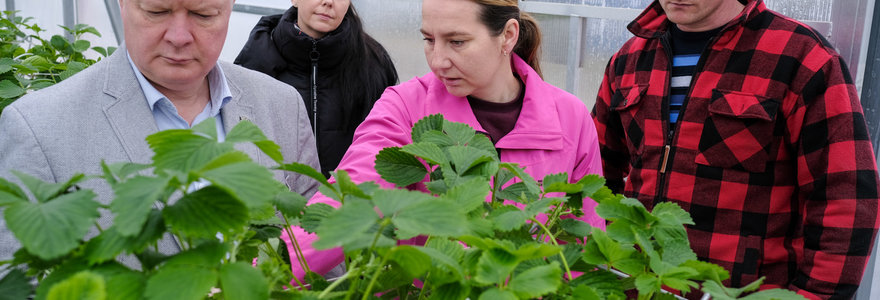 Žemės ūkio ministras Kęstutis Navickas vieši ūkininko Tado Bėliako braškių ūkyje