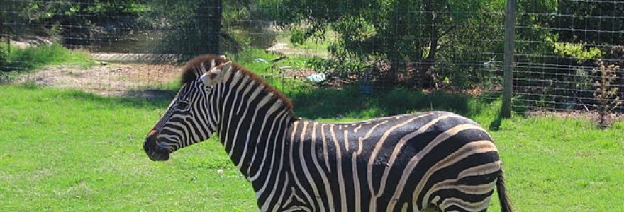 „Werribee“ zoologijos sodas ir rožių sodai