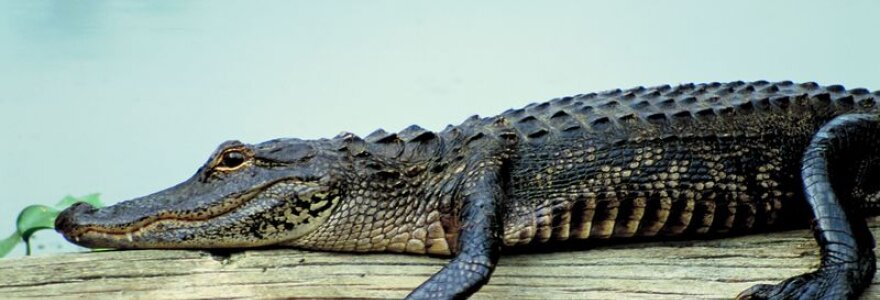 Aligatorius