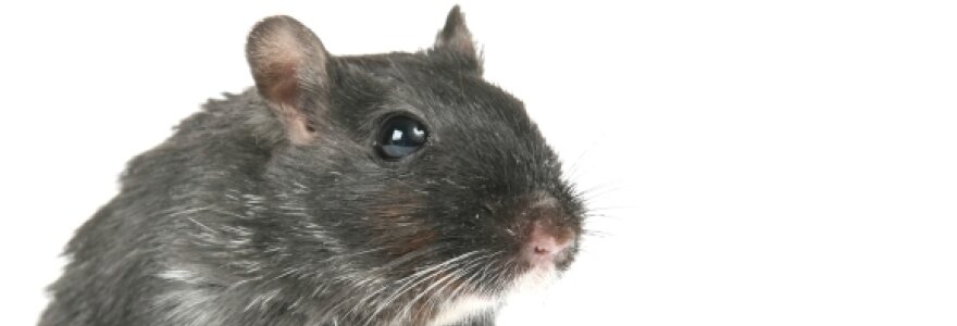Pelė