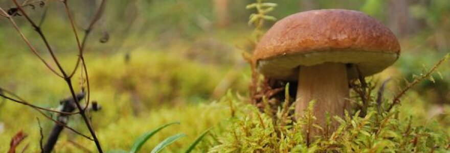 Grybus tyrinėjantys specialistai ramia sąžine tvirtina &ndash; Lietuvoje valgomų grybų nemažėja.