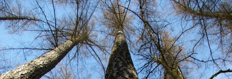 Aukščiausias Lietuvos medis – Degsnės miško maumedis