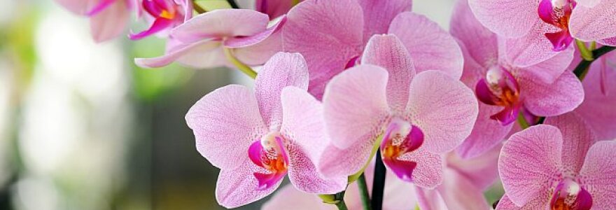Orchidėja