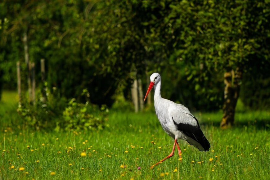 Shutterstock nuotr./Baltasis gandras