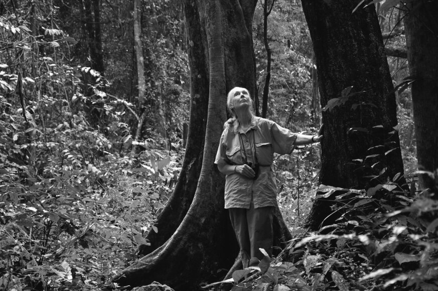 © Leidėjų archyvas/Jane Morris Goodall. Nuotrauka iš „Vilties knygos“