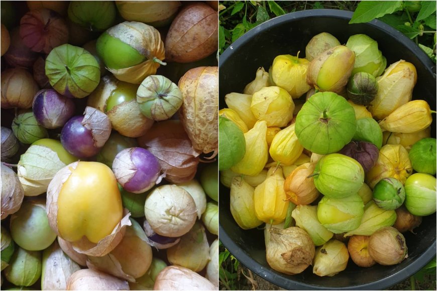 Eglės Mikolaitytės nuotr. /Tomatilų veislių įvairovė