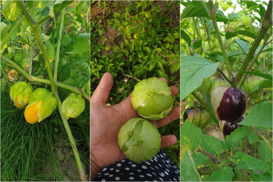 Eglės Mikolaitytės nuotr. /Tomatilų veislių įvairovė, o centre matyti „Cisineros“