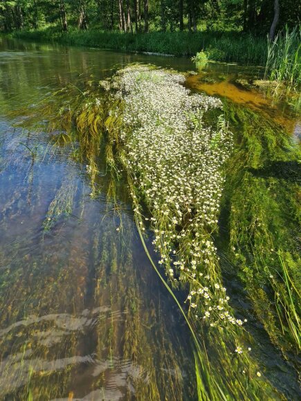 Jurgitos Butkuvienės nuotr./Kurklių žiedai