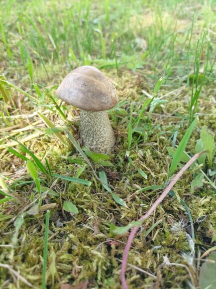 15min skaitytojos Irenos R. nuotr./Šilbaravykis šalia Vievio, Vievininkuose