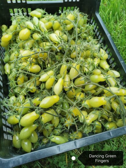 Vilijos Juškevičienės nuotr./'Dancing green fingers'
