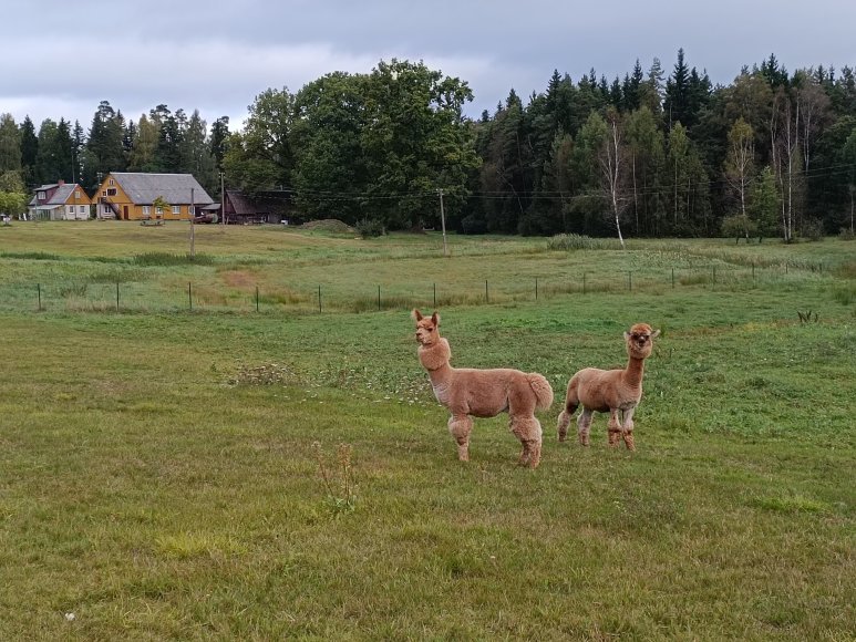 Karolinos Stažytės nuotr./Leliugų kaimo turizmo sodyba „Po ąžuolais“