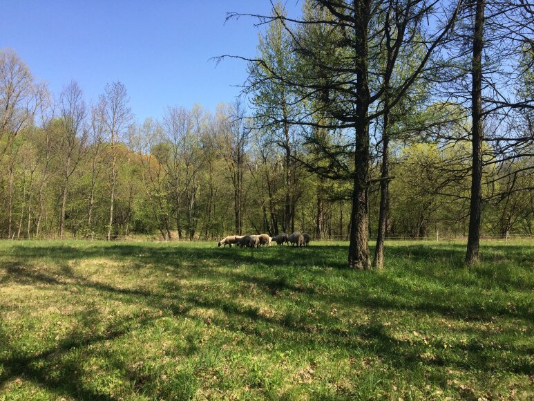 „VasaRojaus“ nuotr./„VasaRojaus“ teritorija iki įkuriant kupolinių namelių kaimelį