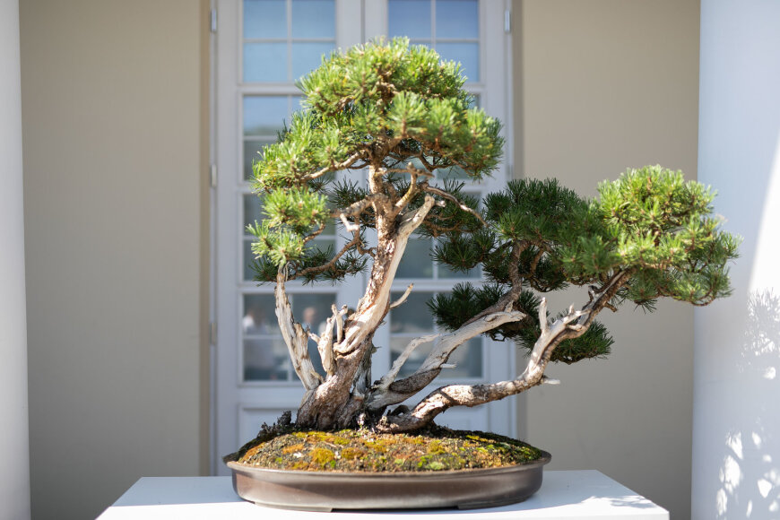 Roberto Riabovo / BNS nuotr./Tarptautinės bonsai parodos atidarymas