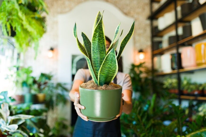 Shutterstock nuotr./Kambariniai augalai