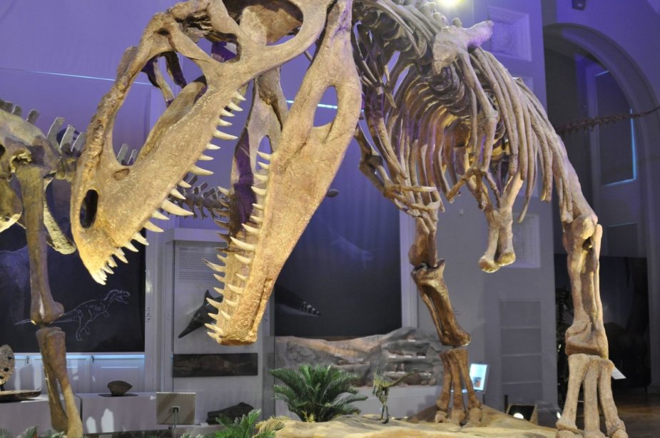 123RF.com nuotr./Dinozauro griaučiai Helsinkio istorijos muziejuje 