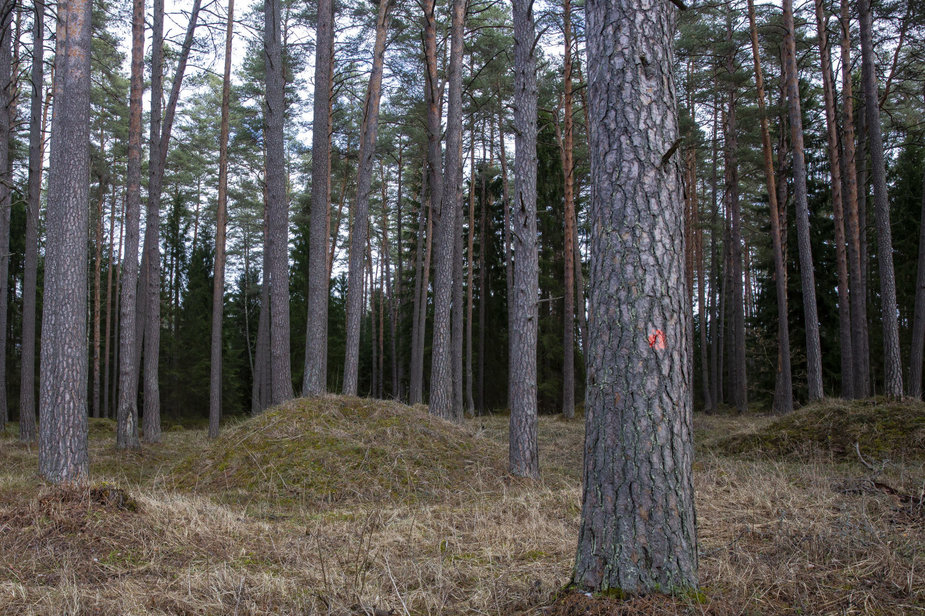 Luko Balandžio / 15min nuotr./Salako pilkapiai