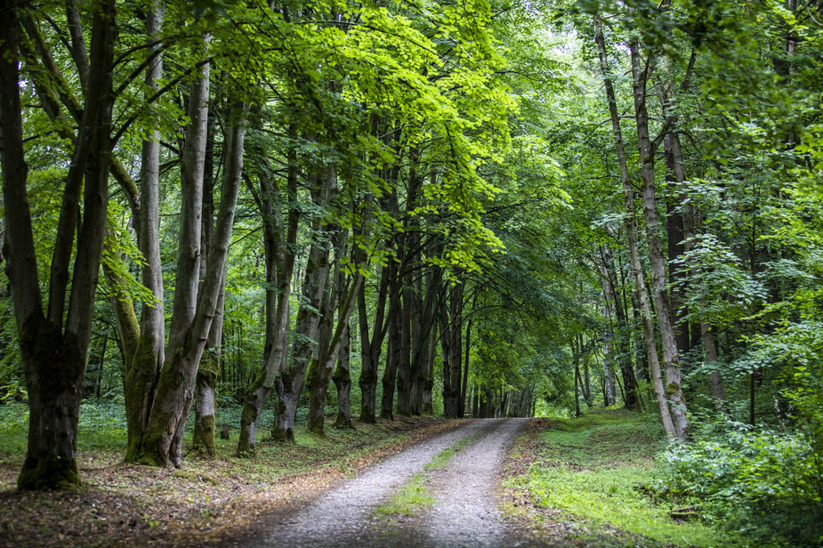 Luko Balandžio / 15min nuotr./Šereiklaukio miško takas