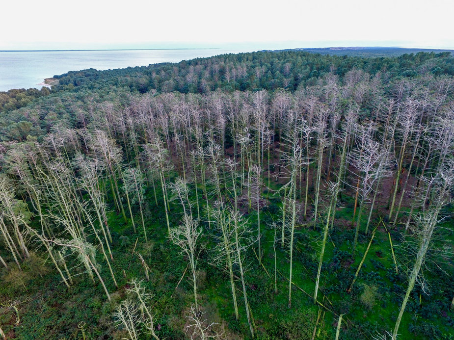 Luko Balandžio / 15min nuotr./Kormoranų kolonijos pažeistos pušys