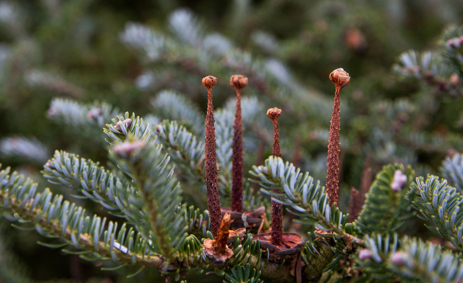 Luko Balandžio / 15min nuotr./Dubravos arboretumas - korėninio kėnio kankorėžių liekanos