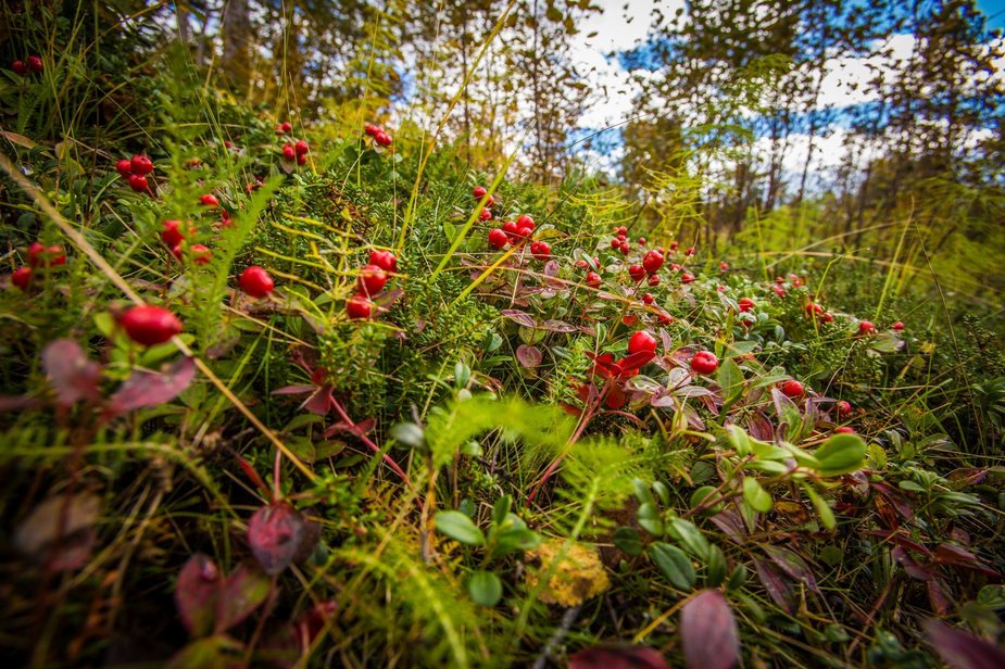 Vidmanto Balkūno / 15min nuotr./Suomijos gamta