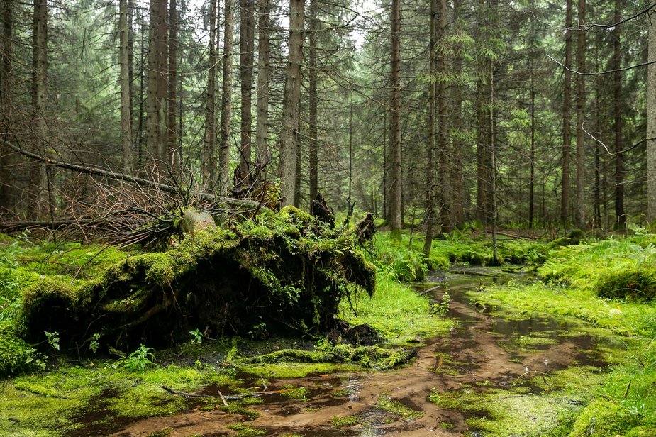 Žygimanto Gedvilos / 15min nuotr./Slėnio šaltiniai