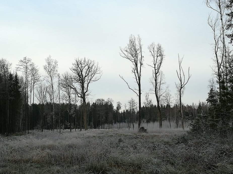 Ingos Labutytės-Atkočaitienės nuotr. /Kirtavietėje palikti biologinės įvairovės medžiai