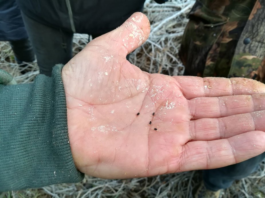 Ingos Labutytės-Atkočaitienės nuotr. /Mažučiai vabalai, rasti pintinėje