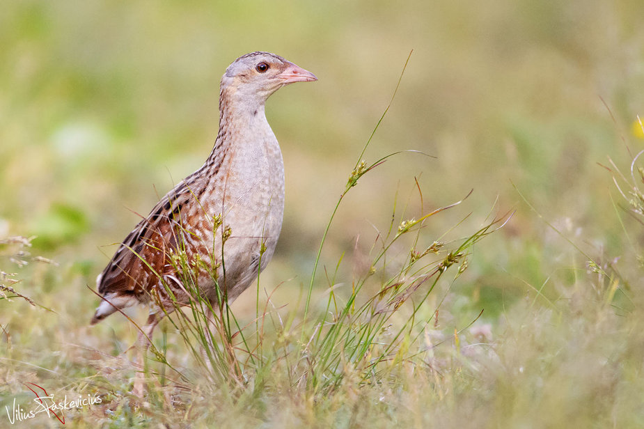 Gamtos fotografo Viliaus Paškevičiaus nuotr. /Griežlė 