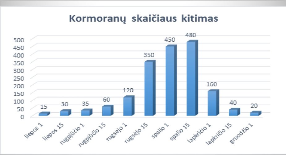 A. Panavo asm. archyvo nuotr. /Algirdo Panavo tyrimas: kormoranų skaičiaus kitimas pagal mėnesius